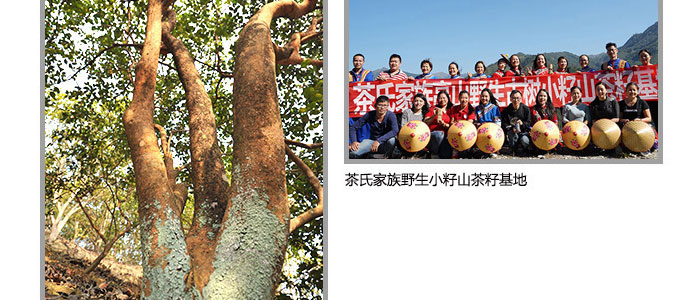 茶氏家族-山茶籽調(diào)理精油 茶氏家族-山茶籽調(diào)理精油